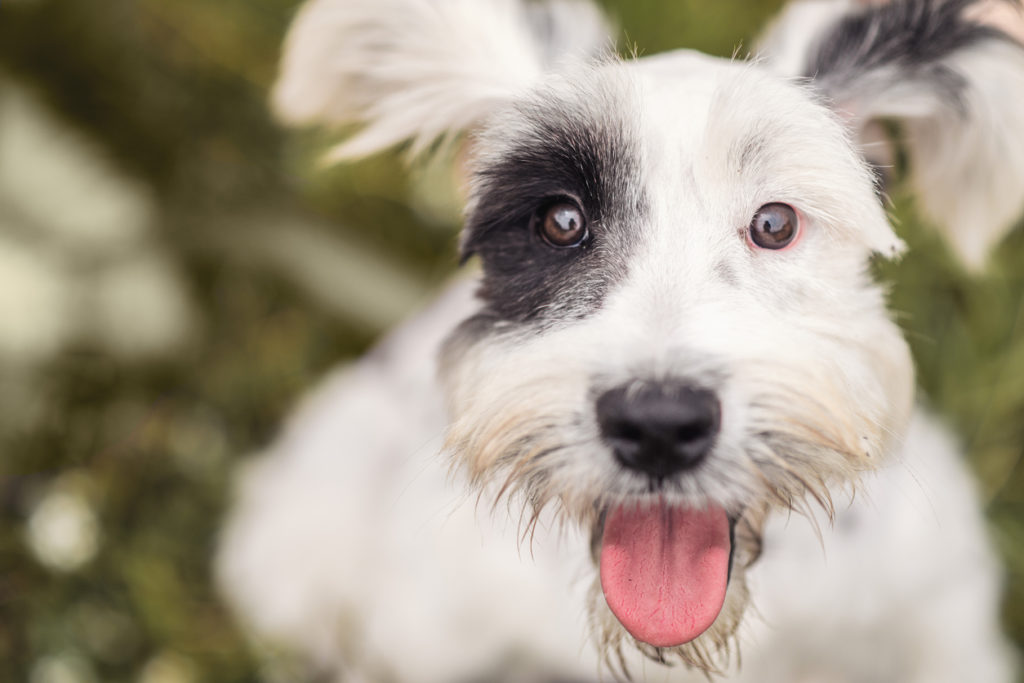 Black and White Schnauzer / Dalmatian dog