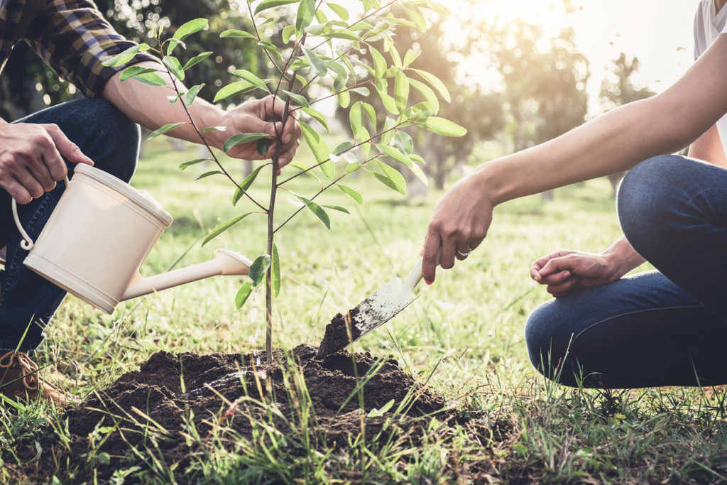 Couple planting a tree while watering the ground